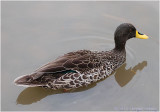 South African Yellow billed Duck