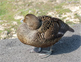 Eider Duck (female)