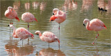 Chilean Flamingos.