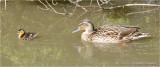 Mallard chick with Mum.