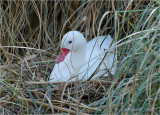 Coscoroba Swan on Nest