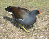 Moorhen