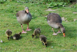Greylag Goose family.