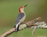 Red-belied Woodpecker