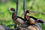 Wood Duck Drakes