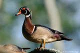 Wood Duck Drake