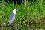 Night Heron