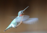 Annas Hummingbird