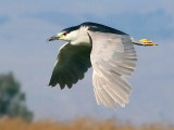 Black Crowned Night Heron