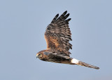 Northern Harrier