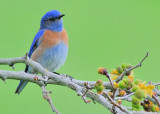 Western Bluebird