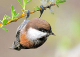 Chestnut-backed Chickadee
