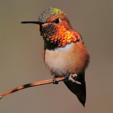 Allens Hummingbird