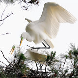 Great Egrets