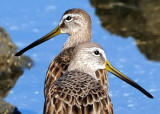 Long-billed Dowitchers