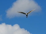 Great Egret 2