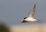 Least Tern