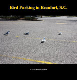 Birds Parking Lot in Beaufort South Carolina