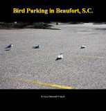 Birds Parking Lot in Beaufort South Carolina