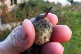 Melissa's Buff-bellied Hummingbird