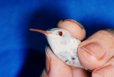 Albino Ruby-throated Hummingbird
