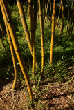 bamboo