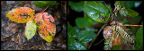 Wet leaf composite