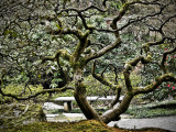 Sprawling Old Tree