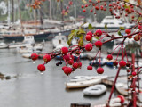 Rain, Berries, and Schooners