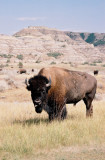 Bison, Theodore Roosevelt National Park