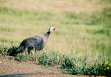 That sure looks similar to Africas Helmeted Guineafowl
