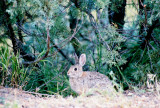 Rabbit, Theodore Roosevelt National Park