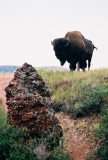 Bison guarding the trail