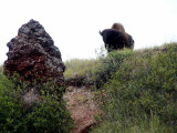 Bison trail - Theodore Roosevelt National Park