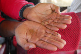 The individual tef grains are tiny