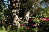 Shady restaurant, Companys Garden, Cape Town