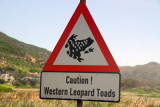 Western Leopard Toads, Glencairn Expressway