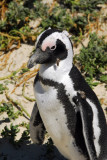 African Penguin, Boulders Beach