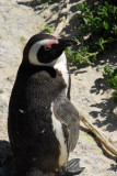 African Penguin (Spheniscus pemersus)