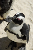 African penguin, Boulders Beach