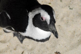 African penguin, Boulders Beach