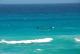 Whale a short distance offshore, Cape Peninsula