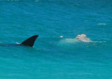Two whales just offshore, Cape Peninsula