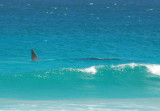 Whale fin, Atlantic coast of Cape Peninsula