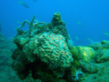 Coral on the East Tangat Gunboat