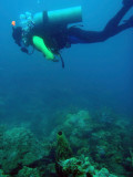 Dennis over the reef