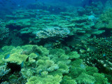Coral reef, Seven Islands, Coron Bay
