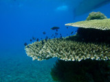 Table coral beneath the dive boat