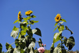 Sunflowers - Thimphu