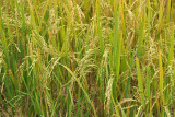 Rice in the field